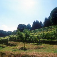 Cascina Piano Estate